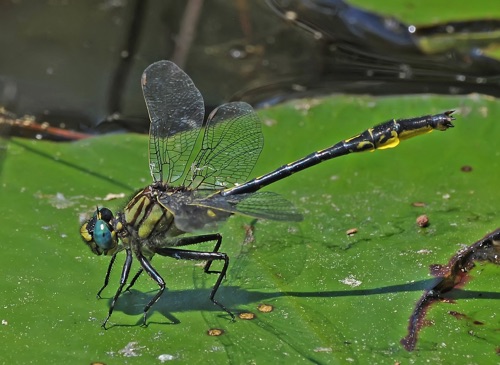 Male
16 Apr 2010  Telfair
